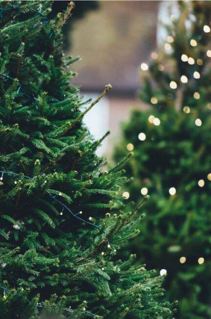 history of christmas tree