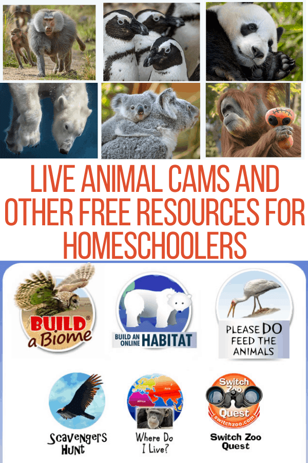 live animal cams
